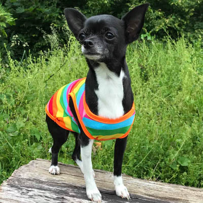 Chihuahua or Small Dog Rainbow Striped Pride T Shirt Chihuahua Clothes and Accessories at My Chi and Me