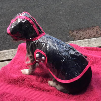 Pink Edged Waterproof Raincoat for Chihuahuas and Small Dogs - 3 SIZES Chihuahua Clothes and Accessories at My Chi and Me