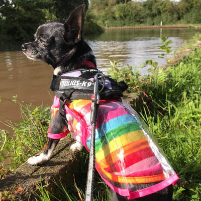 Pink Edged Waterproof Raincoat for Chihuahuas and Small Dogs - 3 SIZES Chihuahua Clothes and Accessories at My Chi and Me