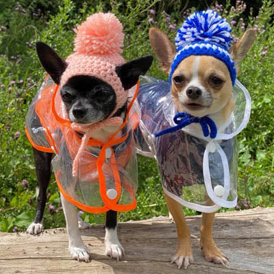 White Waterproof Raincoat for Chihuahuas and Small Dogs - 3 SIZES Chihuahua Clothes and Accessories at My Chi and Me