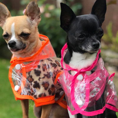 Pink Edged Waterproof Raincoat for Chihuahuas and Small Dogs - 3 SIZES Chihuahua Clothes and Accessories at My Chi and Me