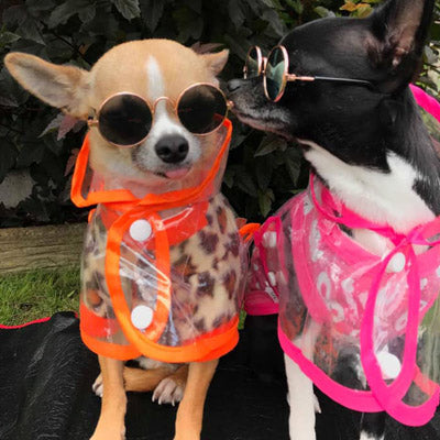 Pink Edged Waterproof Raincoat for Chihuahuas and Small Dogs - 3 SIZES Chihuahua Clothes and Accessories at My Chi and Me