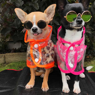 Pink Edged Waterproof Raincoat for Chihuahuas and Small Dogs - 3 SIZES Chihuahua Clothes and Accessories at My Chi and Me