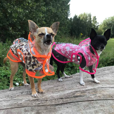 Orange Edged Waterproof Raincoat for Chihuahuas and Small Dogs - 3 SIZES Chihuahua Clothes and Accessories at My Chi and Me