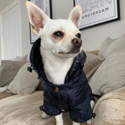 Urban Pup Chihuahua Puppy Chihuahua or Small Dog Navy Blue Coat Rainstorm Jacket Chihuahua Clothes and Accessories at My Chi and Me