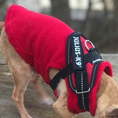 Julius K9 IDC Powerharness for Puppies and Chihuahuas Red - My Chi and Me