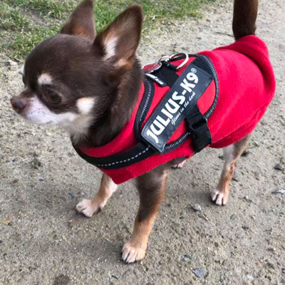 Chihuahua or Small Dog Fleece Jumper with D Rings For Leash Red - My Chi and Me