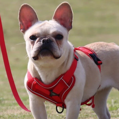 Tough 4 Point Adjustable Slipover Treks & Trails Action Harness Lead Set Red