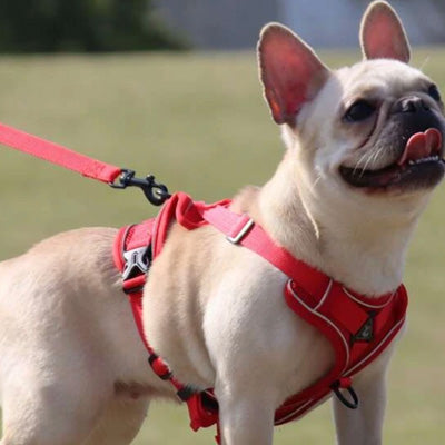 Tough 4 Point Adjustable Slipover Treks & Trails Action Harness Lead Set Red