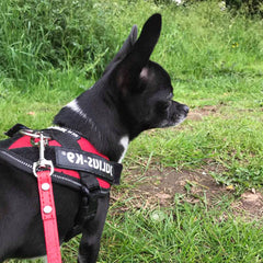 Super Value Small Flat PU Leather 1cm Lead 1.2 Metres Long 12 COLOURS Chihuahua Clothes and Accessories at My Chi and Me