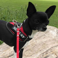 Super Value Small Flat PU Leather 1cm Lead 1.2 Metres Long 12 COLOURS Chihuahua Clothes and Accessories at My Chi and Me