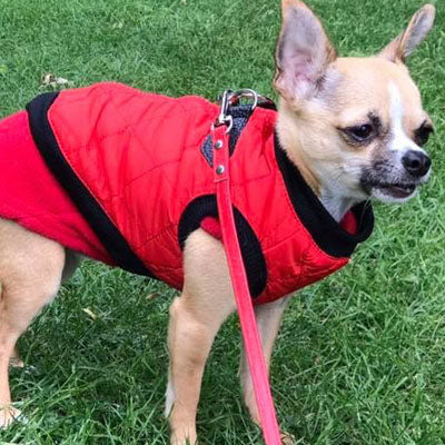 Water Resistant Padded Quilted Red Dog Gilet Chihuahua Clothes and Accessories at My Chi and Me
