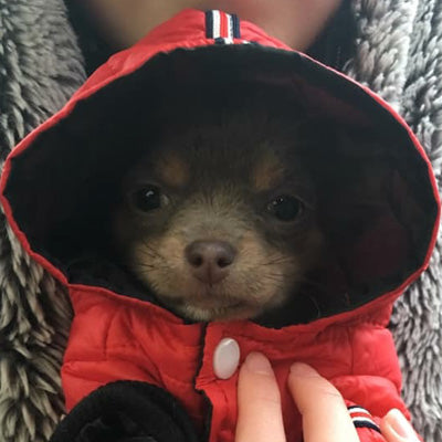 Lightweight Sporty Padded Chihuahua Puppy or Small Dog Hooded Coat Red - My Chi and Me