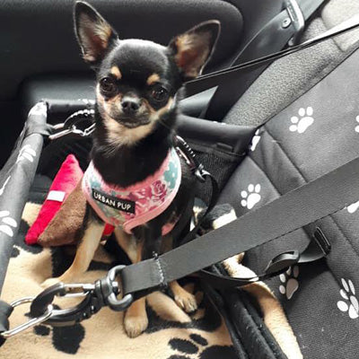 Vintage Rose Floral Bouquet Harness by Urban Pup - My Chi and Me
