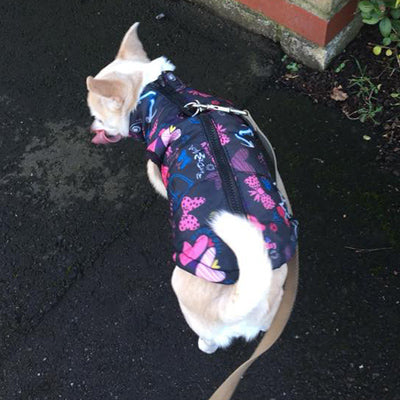 Padded Small Dog Chihuahua Gilet Coat Stars & Hearts - My Chi and Me