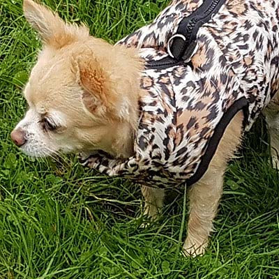 Premium Leopard Print Water Resistant Padded Gilet Style Coat Chihuahua or Small Dog - My Chi and Me