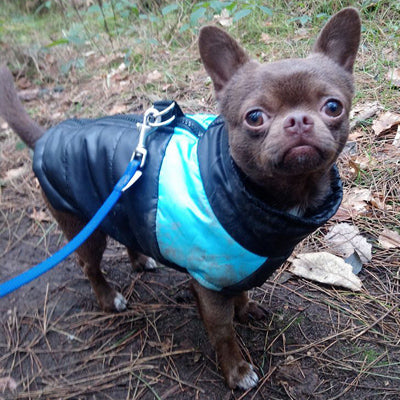 Gilet Style Small Dog Coat Black And Blue - My Chi and Me