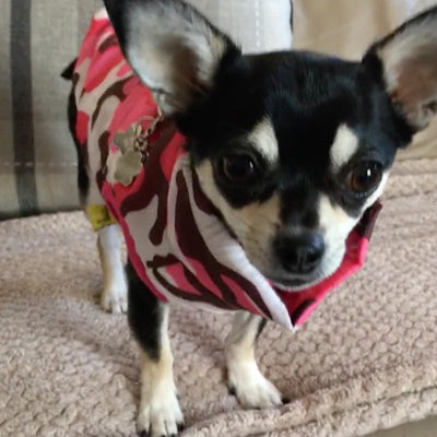 Chihuahua or Small Dog Coat Pink Camouflage Gilet - My Chi and Me