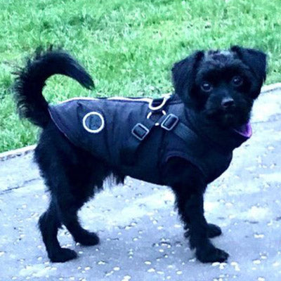 Trekker Snowden Small Dog Coat Inbuilt Harness Black and Purple
