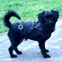 Trekker Snowden Small Dog Coat Inbuilt Harness Black and Purple