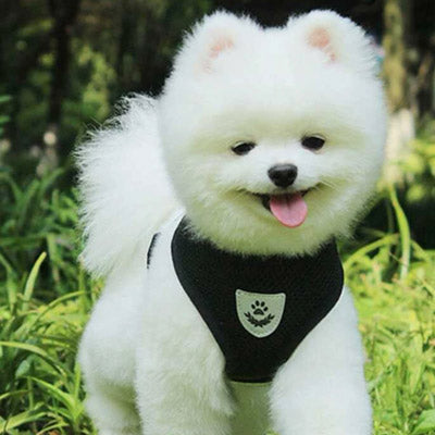 Soft Mesh Chihuahua or Small Dog Harness and Lead Set Black 3 Sizes