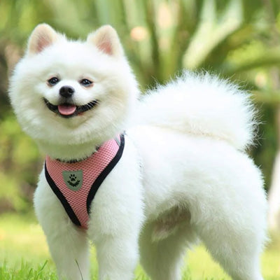 Soft Mesh Chihuahua or Small Dog Harness and Lead Set Pink 3 Sizes