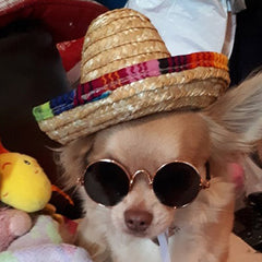 Small Dog Sunglasses Chihuahuas Shades 8 COLOURS - My Chi and Me