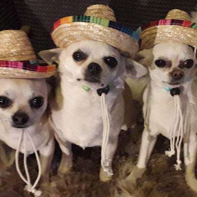 Small Dog Chihuahua Mexican Sombrero Hat Chihuahua Clothes and Accessories at My Chi and Me