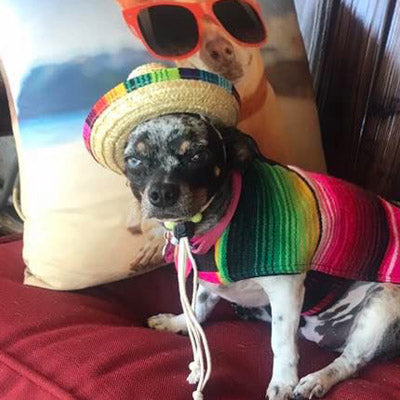 Small Dog Chihuahua Mexican Sombrero Hat Chihuahua Clothes and Accessories at My Chi and Me