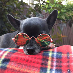 Small Dog Sunglasses Chihuahuas Shades 8 COLOURS - My Chi and Me