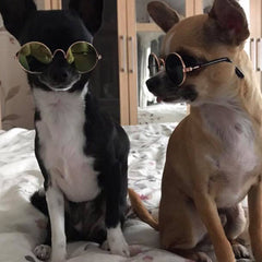 Small Dog Sunglasses Chihuahuas Shades 8 COLOURS - My Chi and Me
