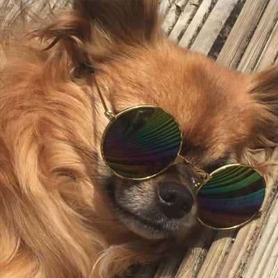 Medium Sunglasses for Larger Chihuahuas and Small Dogs Chihuahua Clothes and Accessories at My Chi and Me