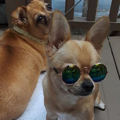 Small Dog Sunglasses Chihuahuas Shades 8 COLOURS - My Chi and Me