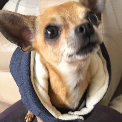 Super Soft Padded Chihuahua or Small Dog Coat Medium Chihuahua Clothes and Accessories at My Chi and Me