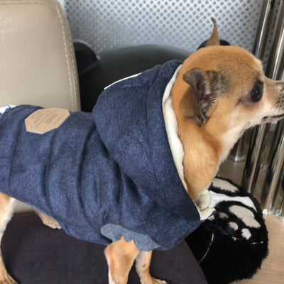 Super Soft Padded Chihuahua or Small Dog Coat Medium Chihuahua Clothes and Accessories at My Chi and Me