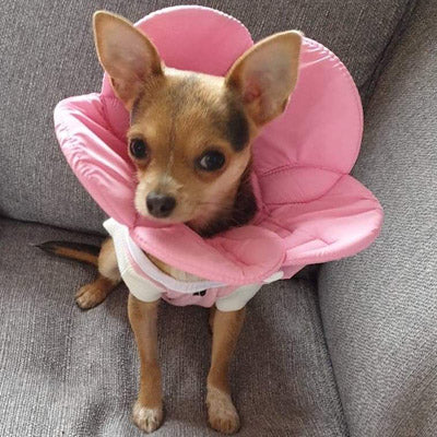 Post Surgery Soft Protective Flower Collar Pink Chihuahua Clothes and Accessories at My Chi and Me