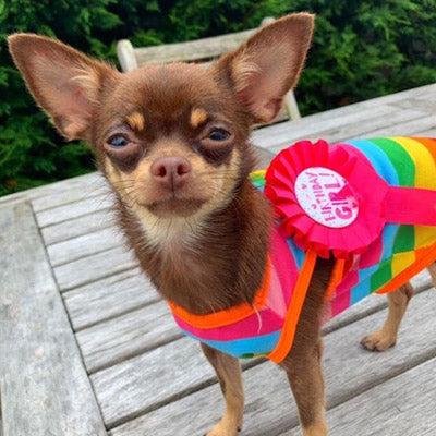 Chihuahua or Small Dog Rainbow Striped Pride T Shirt