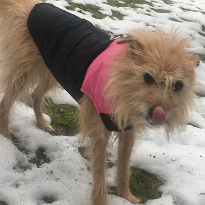 Gilet Style Small Dog Coat Black And Pink - My Chi and Me