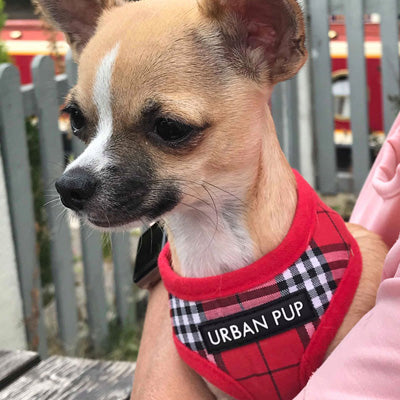 Red Checked Tartan Harness by Urban Pup - My Chi and Me