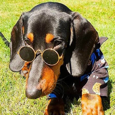 Medium Sunglasses for Larger Chihuahuas and Small Dogs Chihuahua Clothes and Accessories at My Chi and Me