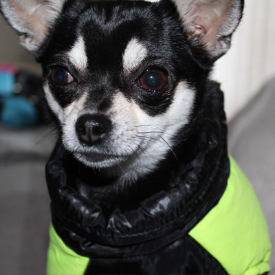 Gilet Style Small Dog Coat Black And Yellow - My Chi and Me