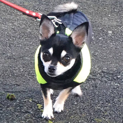 Gilet Style Small Dog Coat Black And Yellow - My Chi and Me