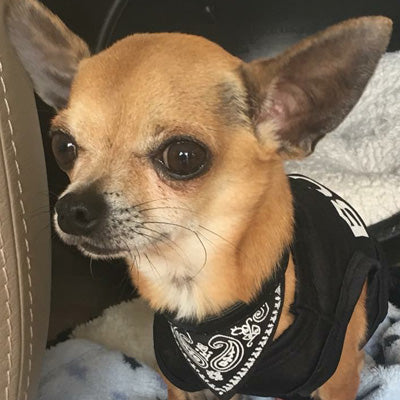 BOSS Vest T-Shirt Chihuahua Small Dog Vest - My Chi and Me