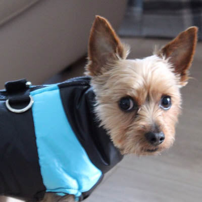 Gilet Style Small Dog Coat Black And Blue - My Chi and Me