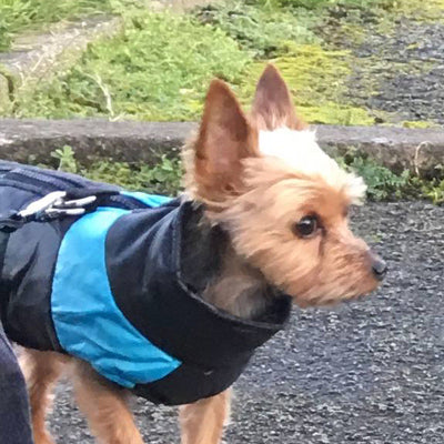 Gilet Style Small Dog Coat Black And Blue - My Chi and Me