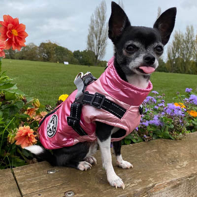 Trekker Premium Sakura Small Dog Coat Inbuilt Harness Pink