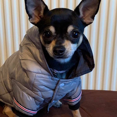 Lightweight Sporty Padded Unisex Chihuahua Puppy or Small Dog Hooded Coat Silver Grey - My Chi and Me