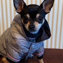 Lightweight Sporty Padded Unisex Chihuahua Puppy or Small Dog Hooded Coat Silver Grey - My Chi and Me