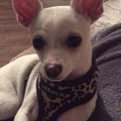 Leopard Print Harness by Urban Pup - My Chi and Me