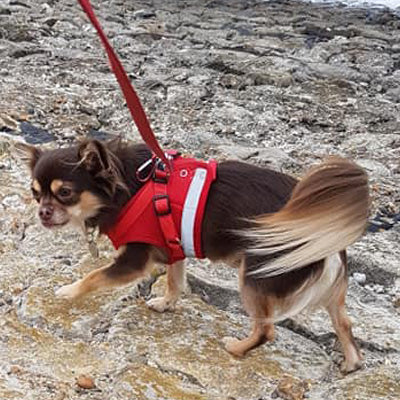 Small Dog Vest Harness and Lead Set Red Mesh Reflective - My Chi and Me